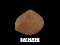 藏品(娜娜厚蛤)的圖片